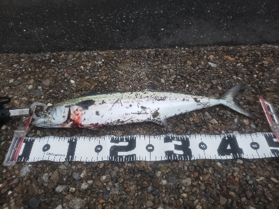 やっと本命が釣れました