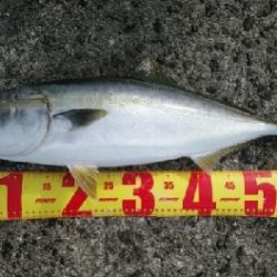 初沖堤色々釣り