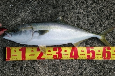 初沖堤色々釣り