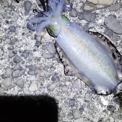 短時間エギング