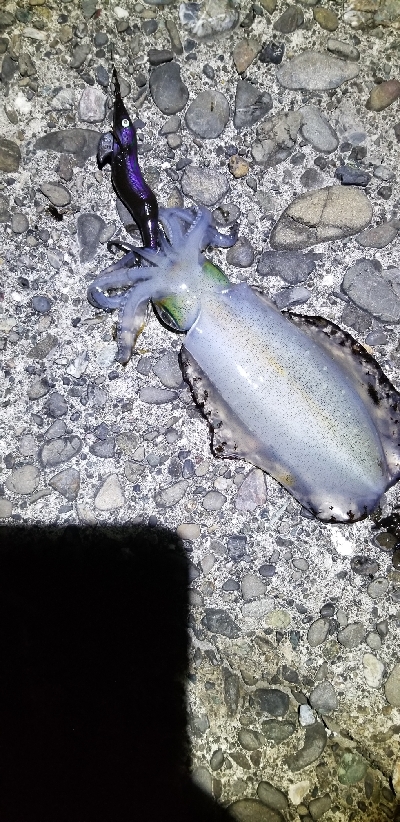 短時間エギング