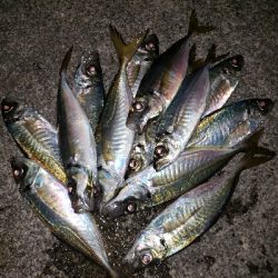 アジングたのし‼️