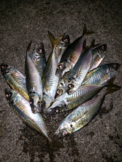 アジングたのし‼࿠…