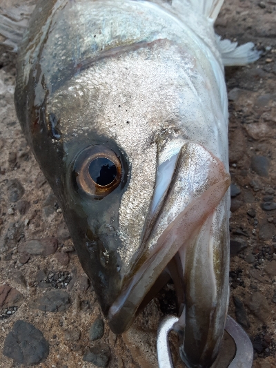 湾奥アジング&ノマセ釣り