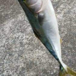 今日も絶好調 青物