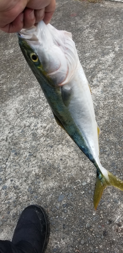 今日も絶好調　青物