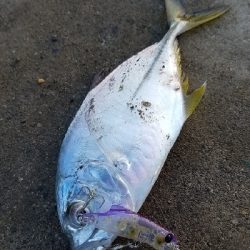 またまたメッキ狙い