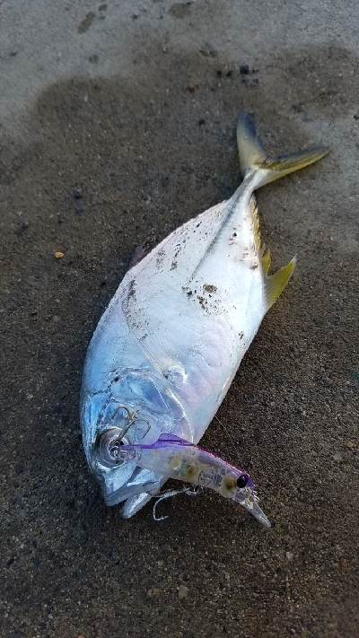 またまたメッキ狙い