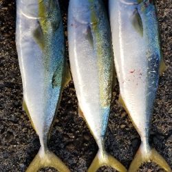 またまた青物　爆釣