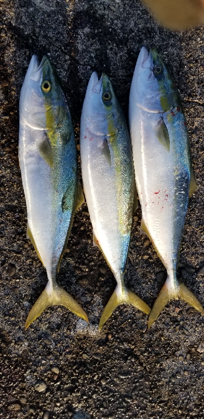 またまた青物　爆釣