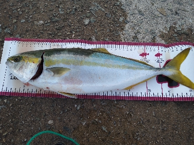 何とか坊主逃れ3