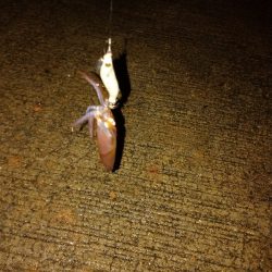 ヒイカのちメバル