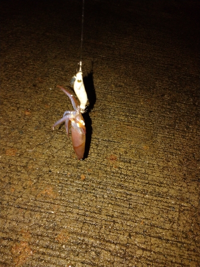 ヒイカのちメバル