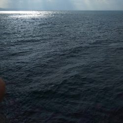 初めてのショア鰤