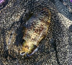 あっヤエンロッド&リール忘れた‼