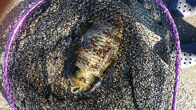 あっヤエンロッド＆リール忘れたȃ…