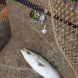 久しぶりのメジロ