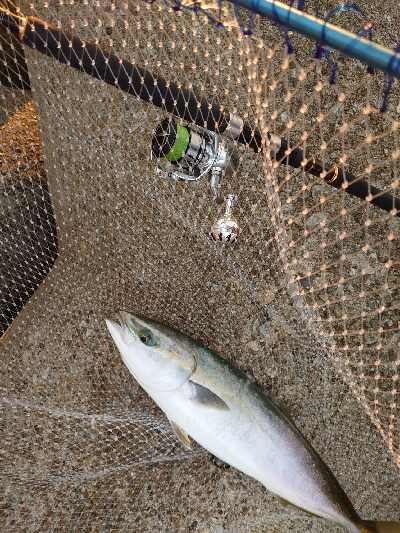 久しぶりのメジロ