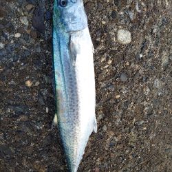 フォールでドン