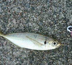鰤に逢いたくてアジ、サバかよっ(T-T)