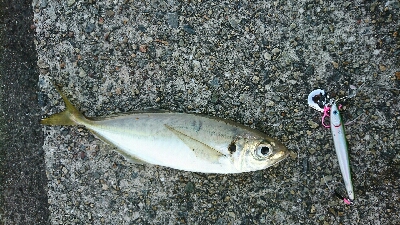 鰤に逢いたくてアジ、サバかよっ(T-T)