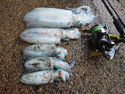 朝マズメ狙いエギング