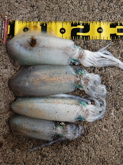 ２日連続朝マズメ狙い