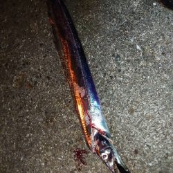 サバなんとか太刀魚