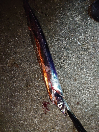 サバなんとか太刀魚