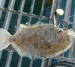 一等地に入れず鰤にはまた逢えず…