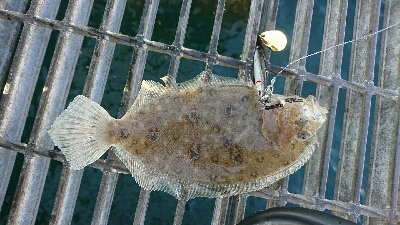 一等地に入れず鰤にはまた逢えず…