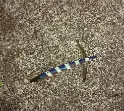 サゴシ、ハマチバラしモード挙げ句はサゴシカッター3発や！