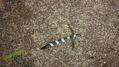 サゴシ、ハマチバラしモード挙げ句はサゴシカッター3発や！