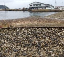 久しぶりのショアジギング