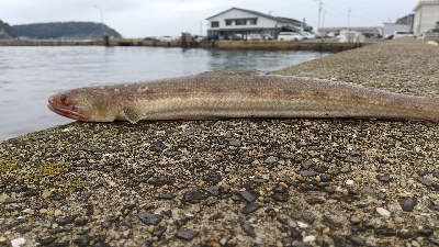 久しぶりのショアジギング