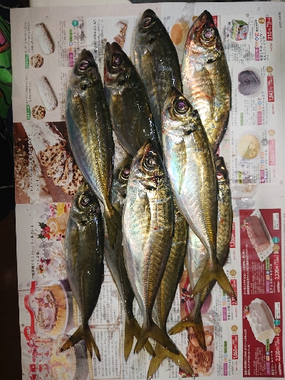 ジグ単アジング