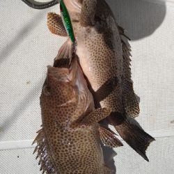 初スーパーライトジギング