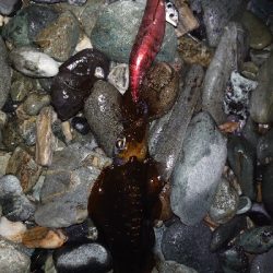 海南を舐め回す