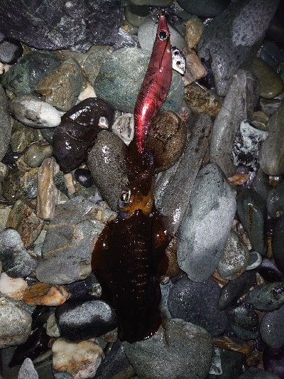 海南を舐め回す