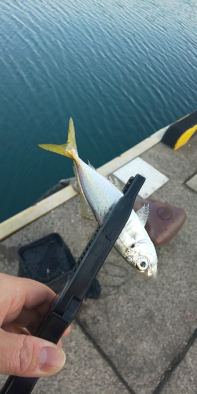 ジグ単アジング