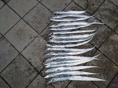 ワイヤースパッ