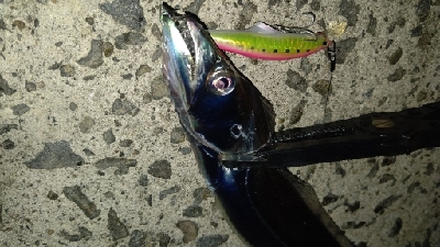 久しぶりのタチウオ