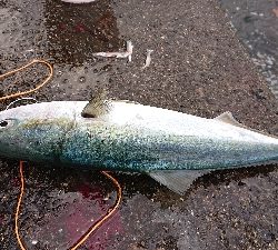 ファミリーフィッシング