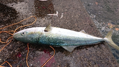 ファミリーフィッシング