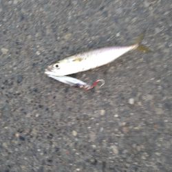 サバでボウズ回避