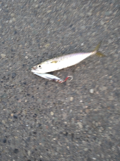 サバでボウズ回避