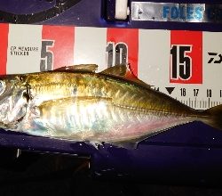 メッチャ引くで