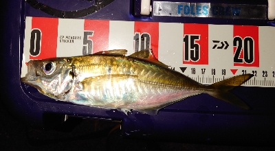 メッチャ引くで