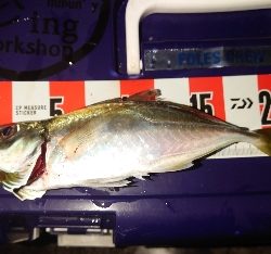 めっちゃサイズいい