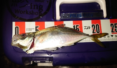 めっちゃサイズいい